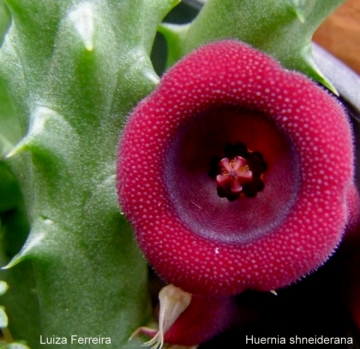 Huernia schneideriana