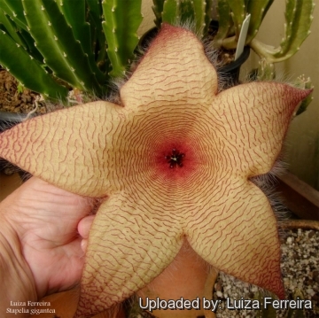 Stapelia gigantea