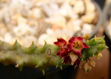 Baynesia lophophora