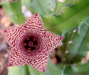 Huernia volkartii