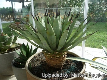 Agave macroacantha