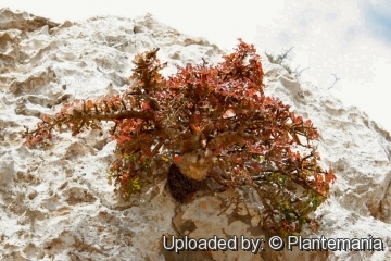 Boswellia nana