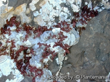 Boswellia nana