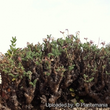 Pelargonium alternans