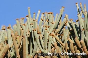 Euphorbia arbuscula