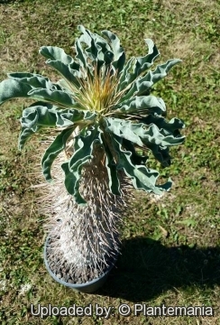 Pachypodium namaquanum