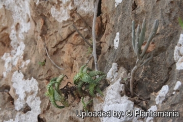 Aloe squarrosa