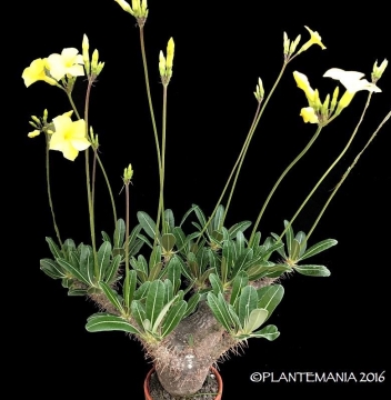 Pachypodium rosulatum