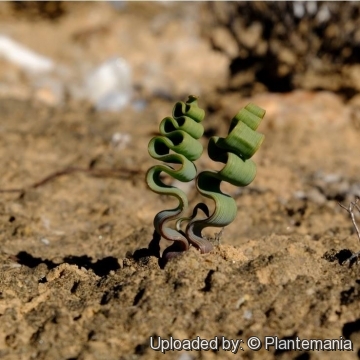 Trachyandra tortilis