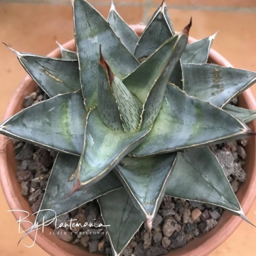 Agave pumila