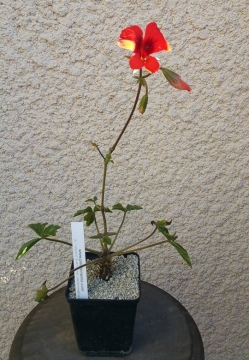 Pelargonium boranense