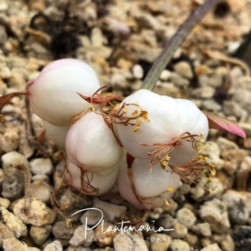 Haemanthus barkerae