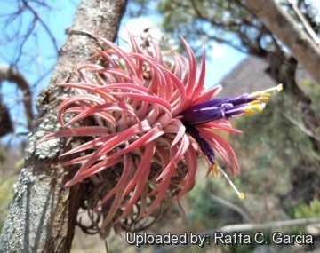 Tillandsia ionantha