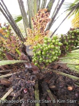 Chamaerops humilis