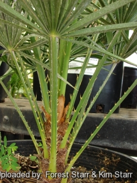 Chamaerops humilis