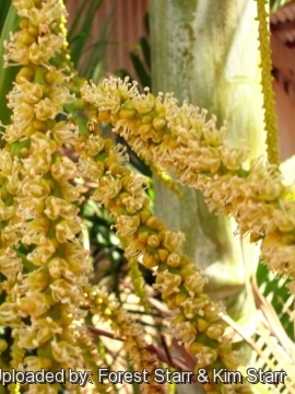 Dypsis lutescens