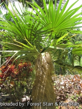 Coccothrinax crinita