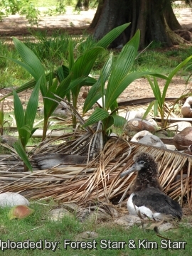 Cocos nucifera