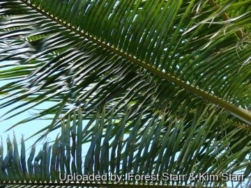 Cocos nucifera