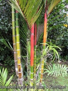 Cyrtostachys renda