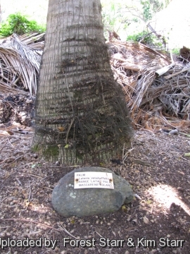 Latania verschaffeltii