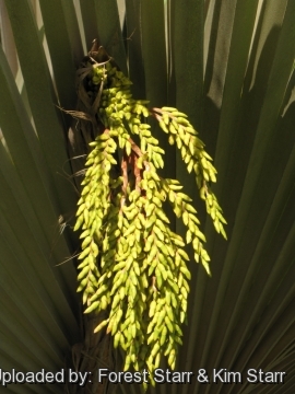 Pritchardia arecina