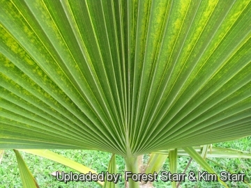 Pritchardia mitiaroana