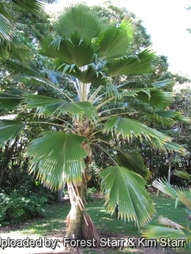 Pritchardia pacifica