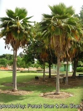 Pritchardia thurstonii