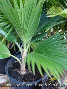 Pritchardia thurstonii