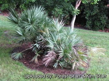 Serenoa repens f. glauca