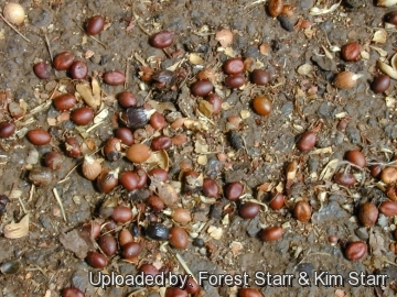 Washingtonia robusta