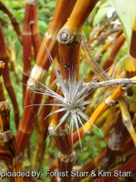 Tillandsia gardneri