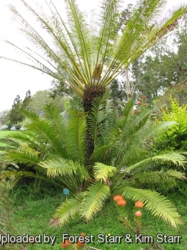 Cycas circinalis