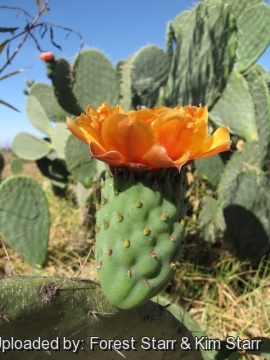 Opuntia ficus-indica