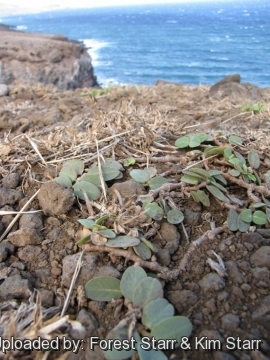 Euphorbia celastroides var. laehiensis