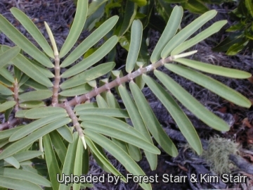 Euphorbia celastroides var. lorifolia