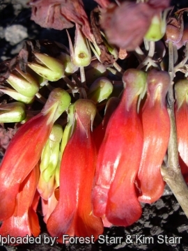 Kalanchoe delagoensis