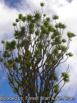 Dracaena auwahiensis