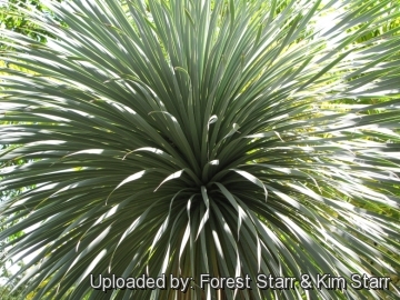 Yucca rostrata