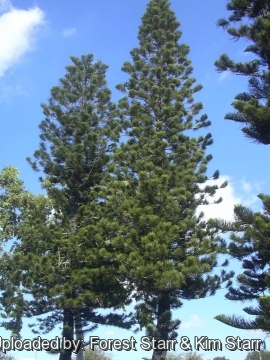 Araucaria heterophylla