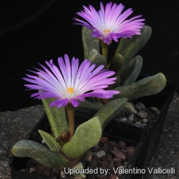 Cerochlamys pachyphylla