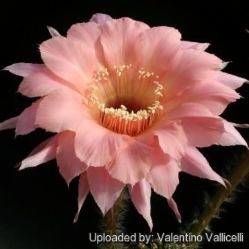 Echinopsis cv. Spring Blush