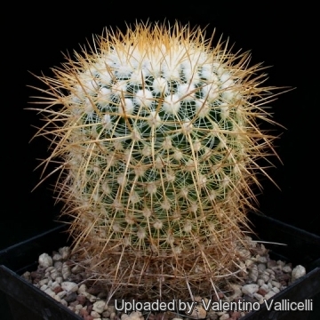 Stenocactus albatus