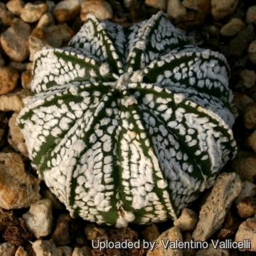 Astrophytum hybrid SK-CO (A. asterias cv. Superkabuto x A. coahuilense)