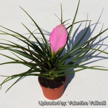 Tillandsia cyanea