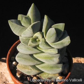 Crassula cv. Moonglowe