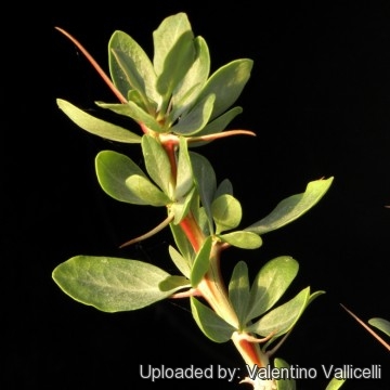 Fouquieria macdougalii