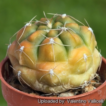 Gymnocalycium deeszianum cv. Yellow Sunshine