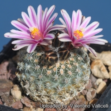 Turbinicarpus х pulcherrimus